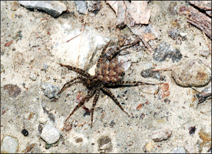 mamma con prole? S. Lycosidae del genere Pardosa